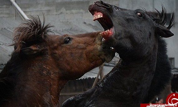 منظره هولناکی از نبرد اسب ها + تصاویر