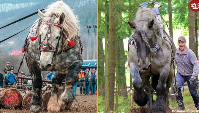 ویدئو) قوی ترین اسب های جهان؛ این اسب به اندازه یک بیل ...