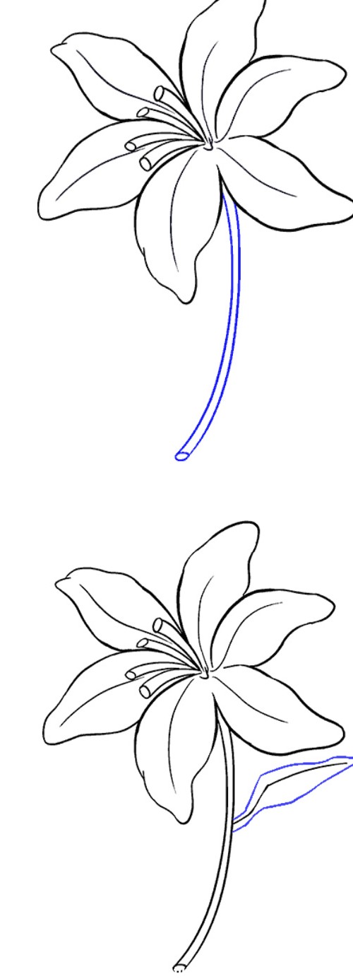 آموزش گام به گام نقاشی گل لیلیوم | ستاره