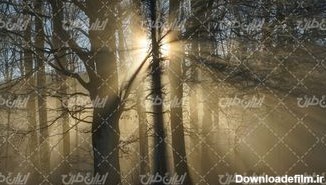 تصویر با کیفیت جنگل همراه با تابش نور خورشید و چشم انداز زیبا