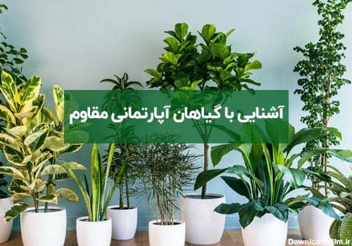 21 نمونه گل و گیاه آپارتمانی مقاوم و خوشرنگ ! - ایران درخت