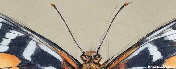 یک جفت آنتن از بالای سر پروانه‌ها و بین دو چشم خارج شده‌اند.