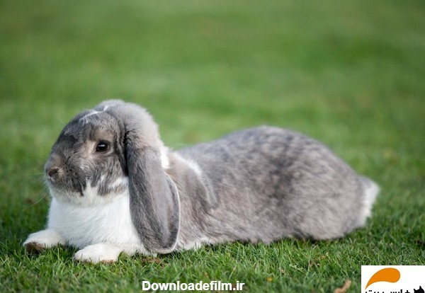 انواع نژاد خرگوش لوپ ( سایر خرگوش های نژاد لوپ و مشخصات آنها)-فارسی پت