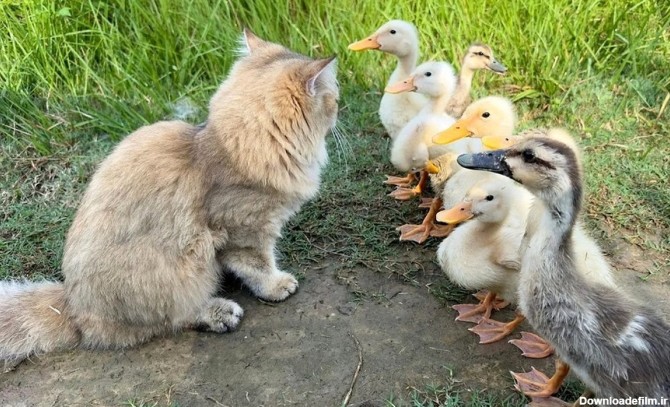 وقتی گربه مهربان به 7 جوجه اردک، آموزش راه رفتن در طبیعت می دهد (فیلم)