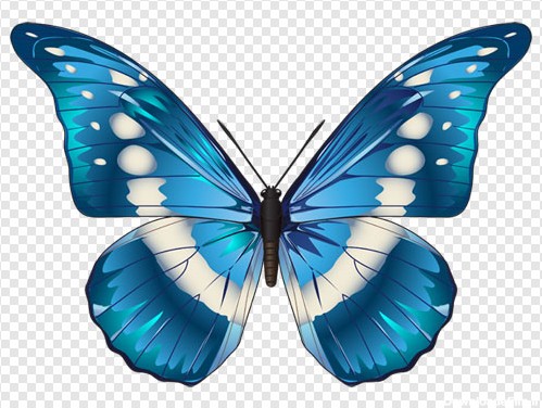 فایل Png ترانسپرنت و دوربری شده پروانه آبی