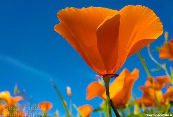 آموزش عکاسی از گل ها – 10 راز برای عکاسی بهتر از گل ها | لنزک