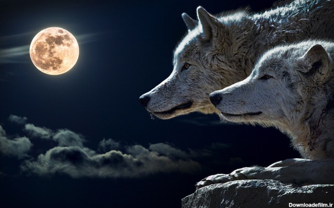 عکس زمینه گرگ سفید و ماه پس زمینه | والپیپر گرام
