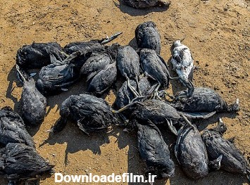 احتمال عمدی‌بودن مرگ ۲ هزار پرنده مهاجر در میانکاله/ به عکس همیشه ...