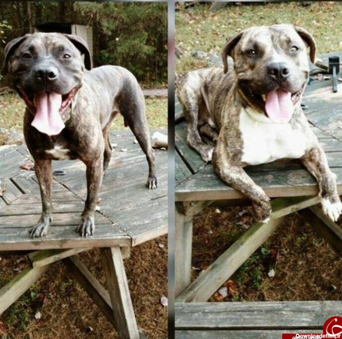 دو سگ پیتبول صاحب خود را خوردند! + تصاویر