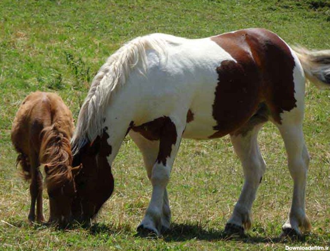 دانلود تصویر اسب و کره اسب