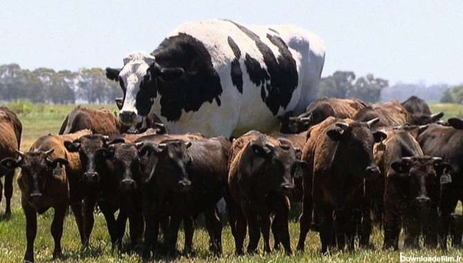 عجیب ترین عکس از یک گاو غول پیکر بین گاوهای کوچک! + جزییات