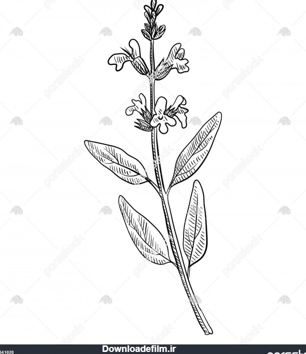 بوته گیاه مریم گلی نقاشی دستی گیاه دارویی 1541020