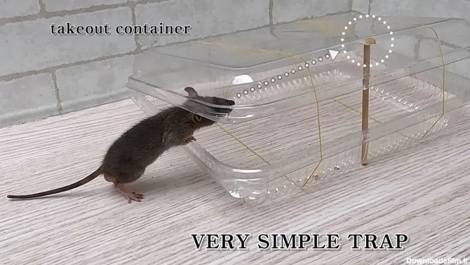 (ویدئو) ساده ترین تله موش جهان؛ ساخت تله با ظرف یک بار مصرف و کش ...