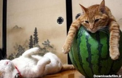 عکس هایی جالب و خنده دار از گربه های خسته