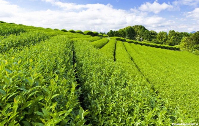 معرفی با کیفیت ترین چای شمال (چای منطقه اشکورات) | کیوت بینز