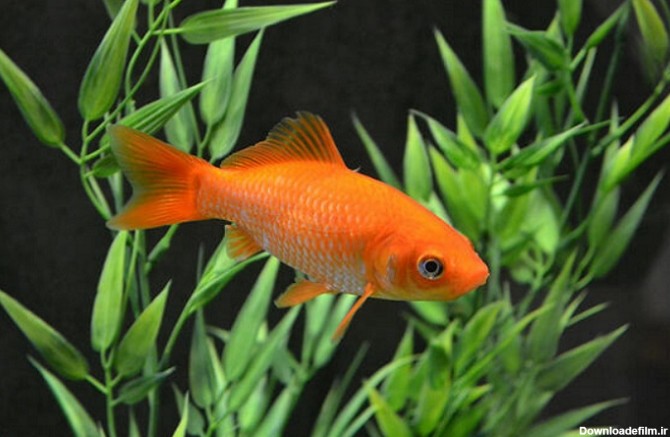 ماهی قرمز در حال استراحت لابلای گیاهان داخل آکواریوم
