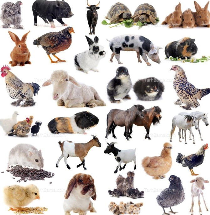 تصویر با کیفیت حیوانات