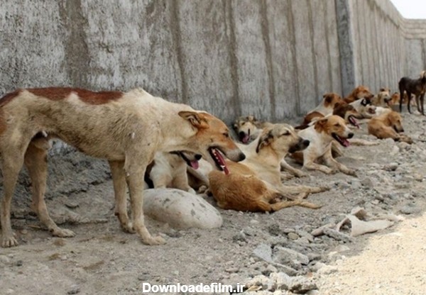 تعداد سگ‌های ولگرد در ایران ۸ برابر ترکیه + اینفوگرافیک | شهرآرانیوز
