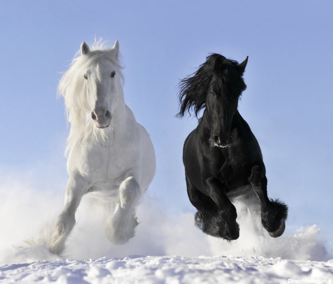 دانلود تصویر شاتراستوک اسب سفید و سیاه در برف از نمای روبرو ...