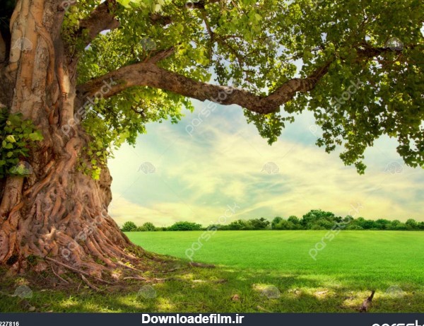 عکس چمن و درخت