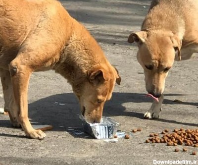 غذای سگ خیابانی
