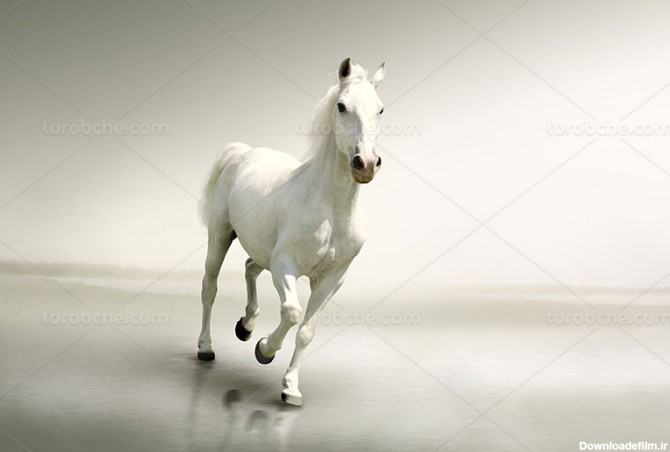 عکس اسب سفید زیبا - گرافیک با طعم تربچه - طرح لایه باز