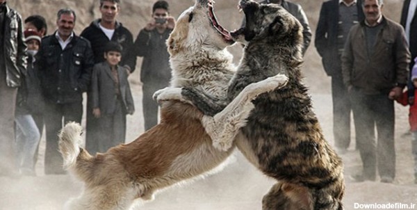 هشدار درباره پدیده شوم «جنگ سگ‌ها» در روستاهای شهرستان سراب ...