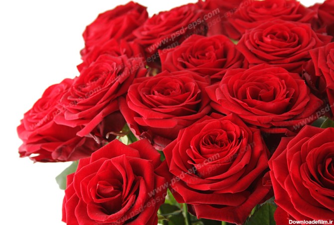 عکس با کیفیت دسته گلی زیبا از گل های رز قرمز قرار گرفته در کنار هم ...