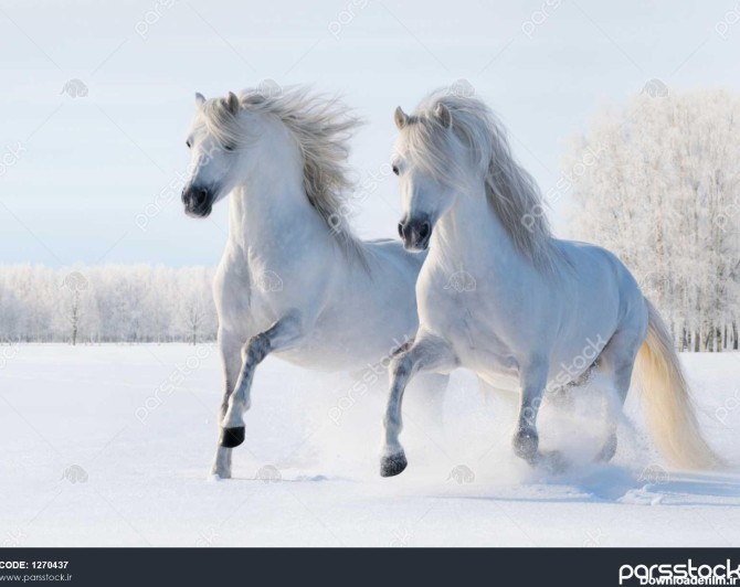 دو اسب سفید در زمین برفی می تازند 1270437