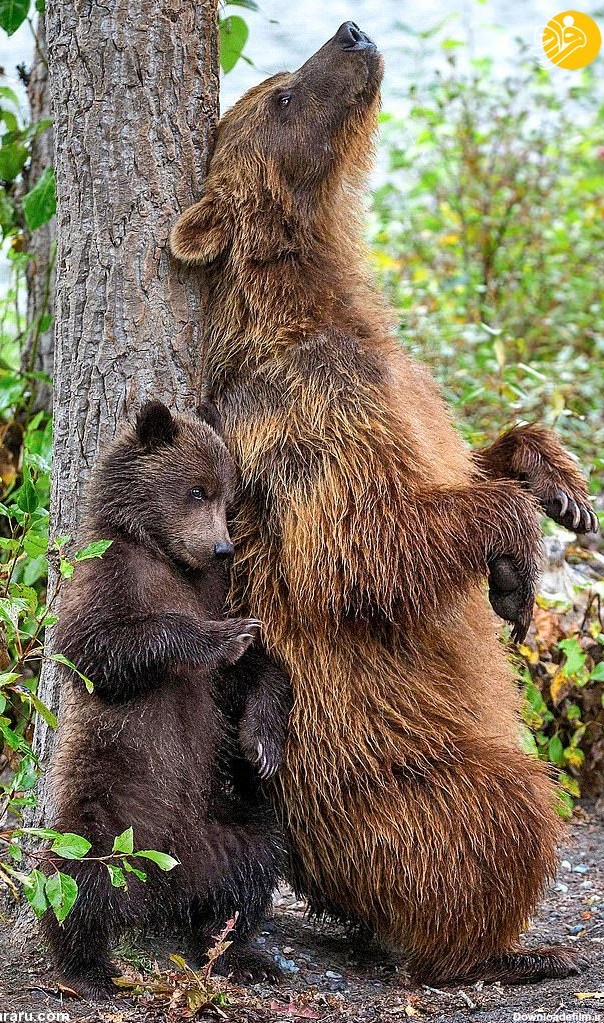 فرارو | (تصویر) یاد دادن مالیدن پشت به درخت توسط خرس گریزلی