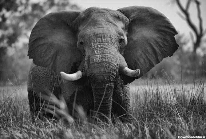 دانلود تصویر سیاه و سفید فیل از نمای جلو