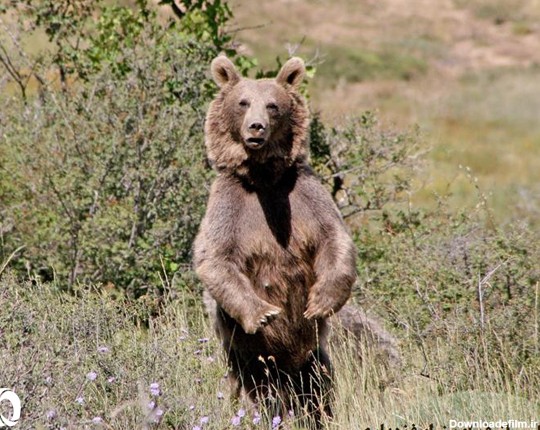 خرس قهوه‌ای|بزرگ‌ترین گوشت‌خوار ایران|خرس قهوه‌ای در ایران