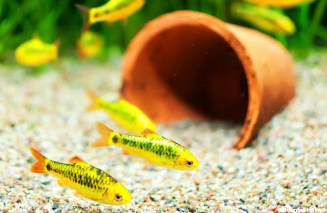 ماهی های کوچک زرد رنگ در حال شنا کردن در آکواریوم