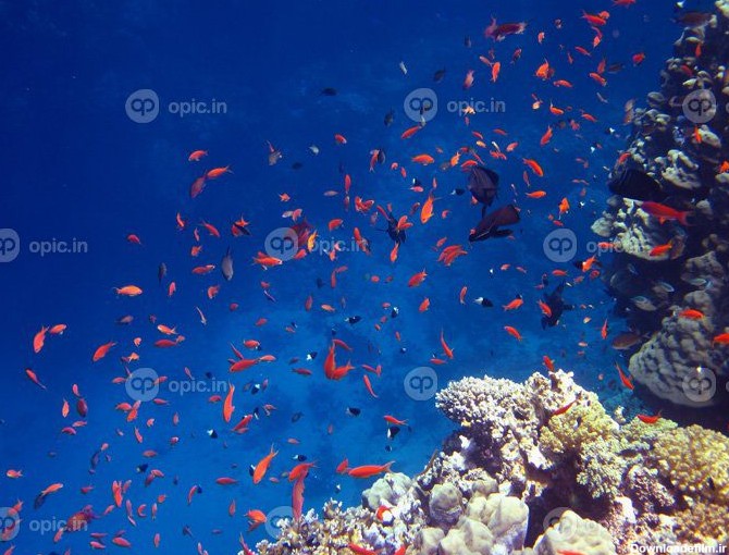 دانلود عکس ماهی قرمز در دریای آبی | اوپیک