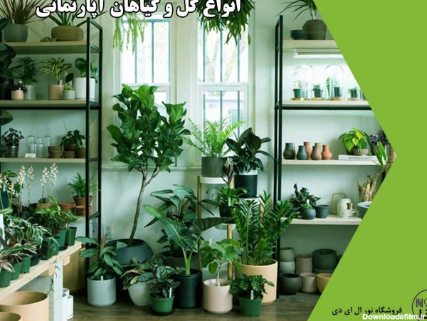 بهترین انواع گل و گیاهان آپارتمانی شیک و زیبا به همراه عکس- نور ال ...