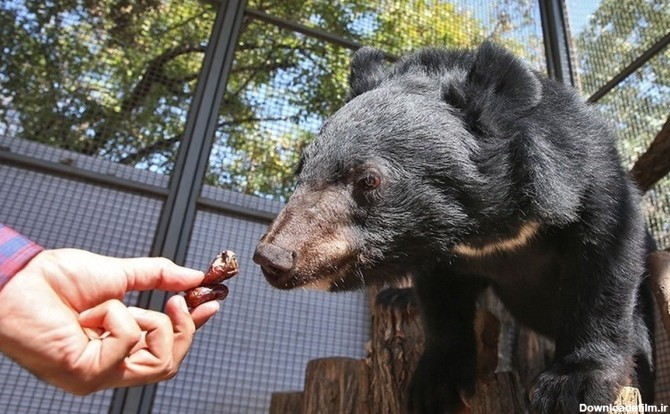 فرارو | (تصاویر) لالین؛ توله خرس سیاه بلوچی