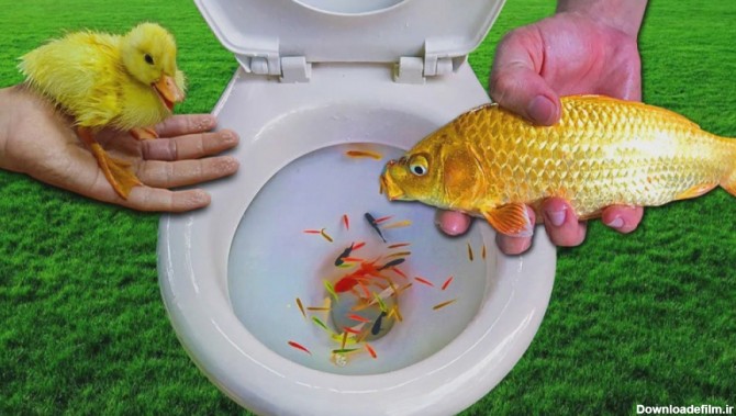 ماهی کوی ماهی قرمز - اردک لاک پشت و قورباغه در توالت فرنگی