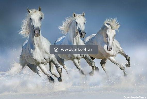عکس با کیفیت از یورتمه اسب های سفید در برف