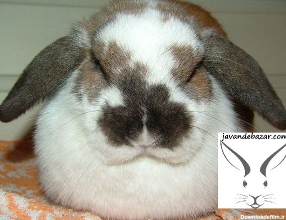 خواب خرگوش - پت شاپ تخصصی جوندگان جونده بازار نفس نفس زدن