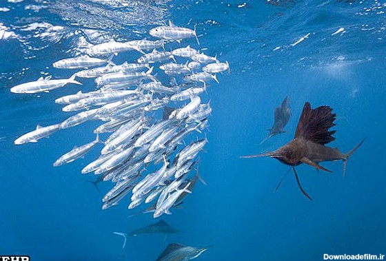 مشرق نیوز - سریعترین شکارچی دنیای زیر آب + عکس