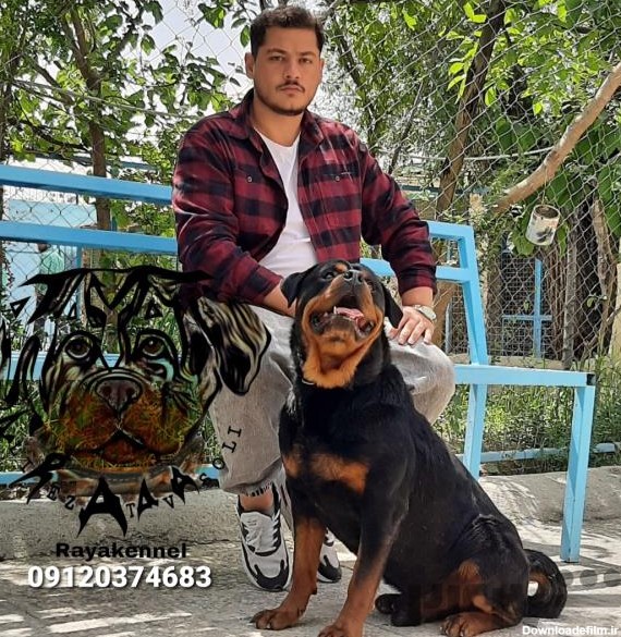 خرید سگ روتوایلر | حیوانات خانگی | تهران غرب | شهر24 | 418065