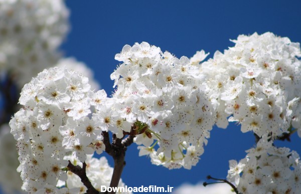شکوفه گل سفید بهاری زیبا