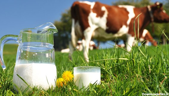 چرا رونالدو شیر میخورد؟ تمام شواهد نشان می‌دهند شیر خوردن زیاد ...