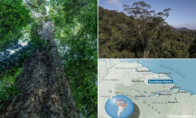 دانشمندان برزیلی بلندترین درخت جنگل های آمازون به ارتفاع ۸۸ متر را پیدا کردند
