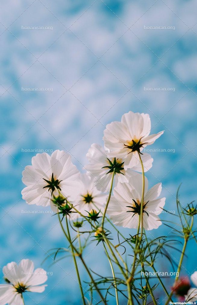 عکس با کیفیت گل های زیبا سفید از نمای پایین - نمایشگاه هنر ایران