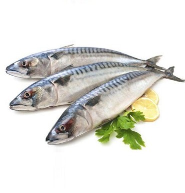 ماهی مجلسی شیر بخرم یا قباد؟ | فروشگاه محصولات دریایی اودریا | Odarya