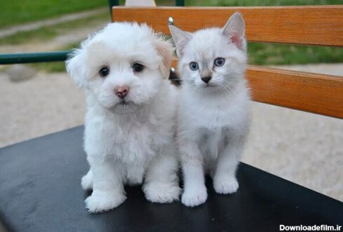 ببینید | ابراز علاقه جالب دو توله سگ به یک گربه خوشگل