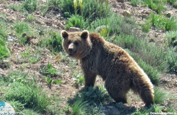 باز هم کشته شدن حیوانات؛ این‌بار یک خرس قهوه‌ای در آمل + عکس