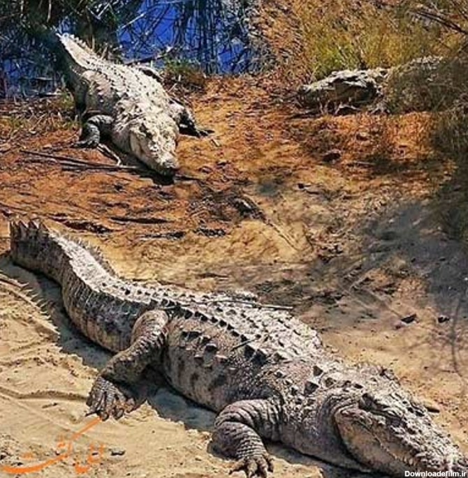 تمساح ایرانی، گاندو