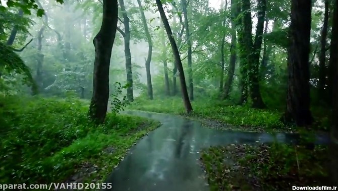 طبیعت زیبا در جنگل بارانی - پیاده روی آرامش بخش در باران،طبیعت برای خواب و  آرامش